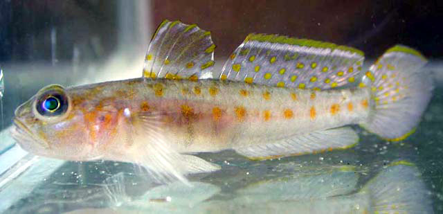 Lesueurigobius friesii