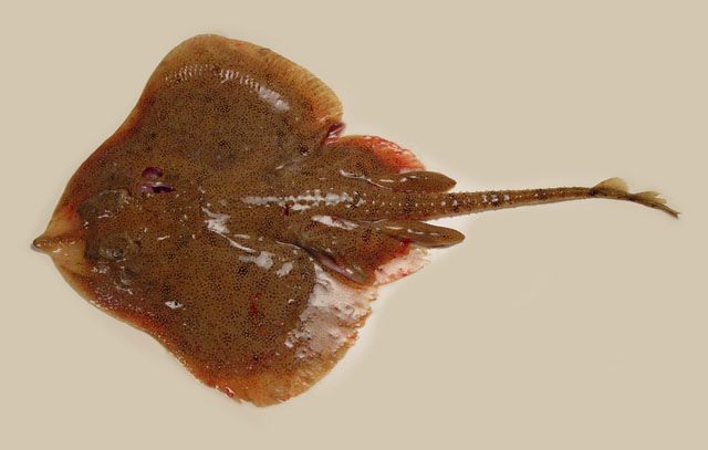 Leucoraja garmani