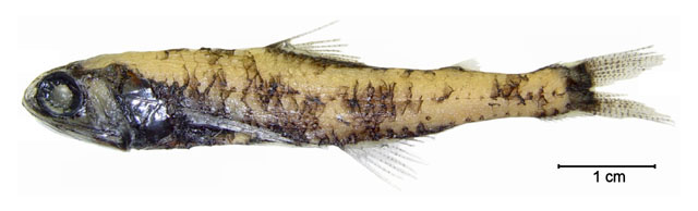 Lepidophanes guentheri