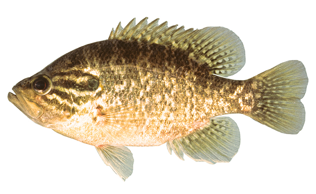 Lepomis gulosus