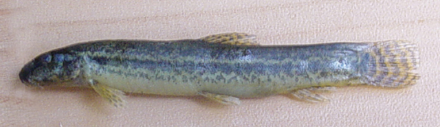 Lepidocephalichthys guntea