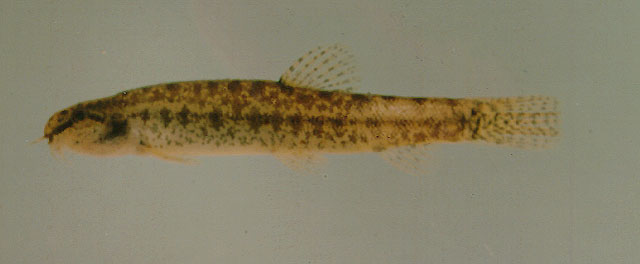 Lepidocephalichthys hasselti