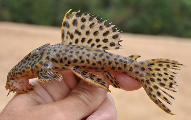 Leporacanthicus heterodon