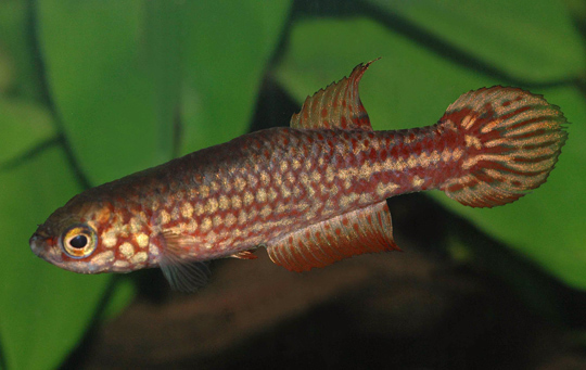 Leptolebias itanhaensis