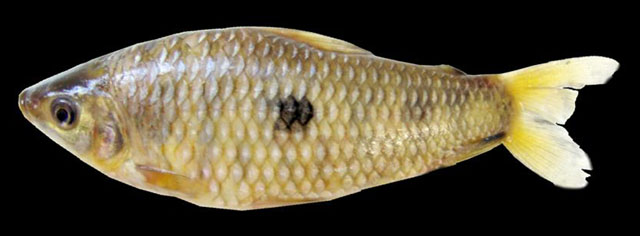 Leporinus lacustris