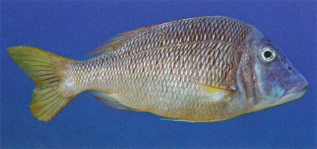 Lethrinus laticaudis