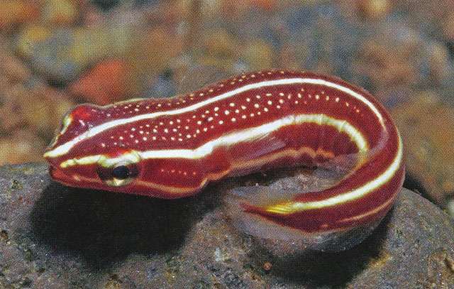 Rhinolepadichthys lineatus