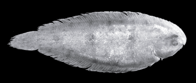 Leptachirus lorentz