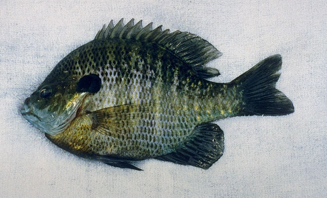 Lepomis macrochirus