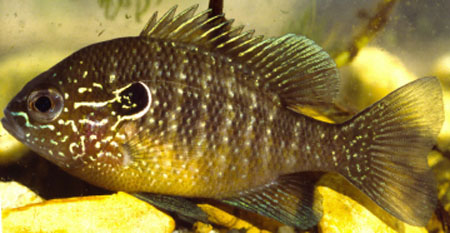 Lepomis marginatus