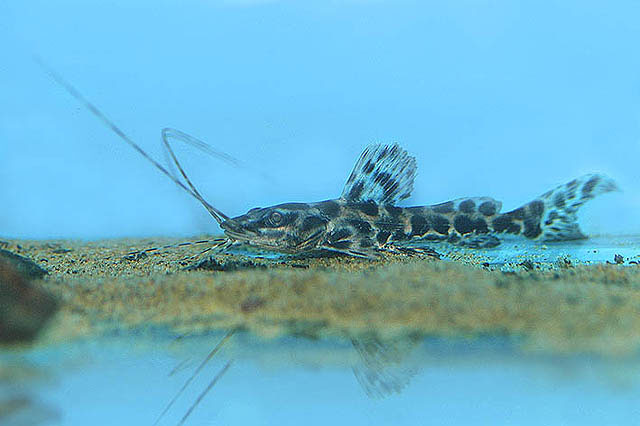 Leiarius marmoratus