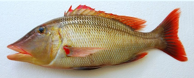 Lethrinus miniatus