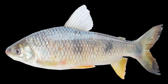 Megaleporinus obtusidens