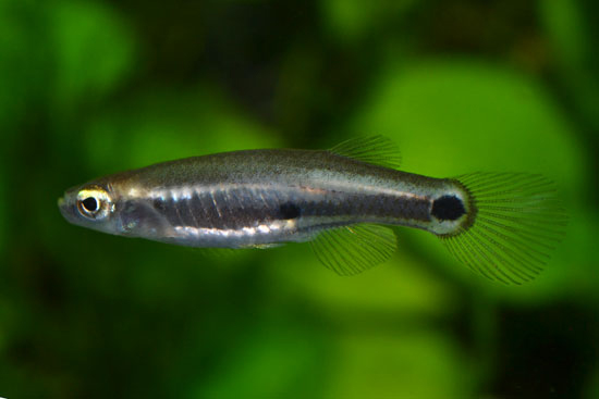 Leptolucania ommata