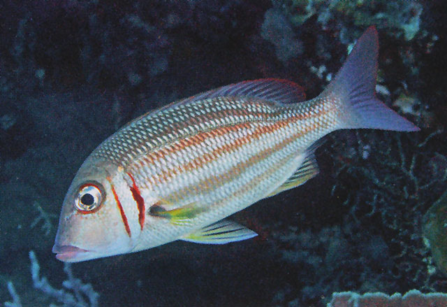 Lethrinus ornatus