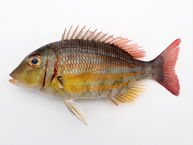 Lethrinus ornatus