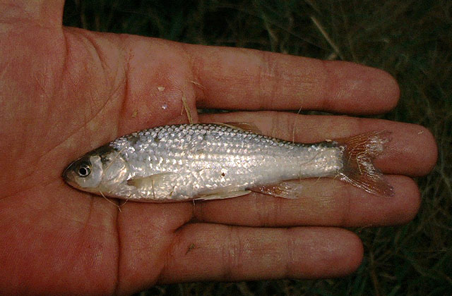 Squalius pyrenaicus