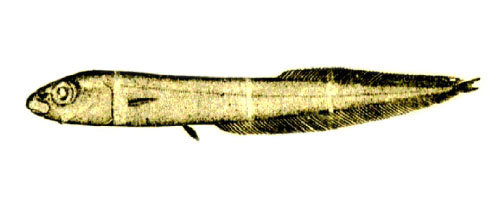 Leptoderma retropinna