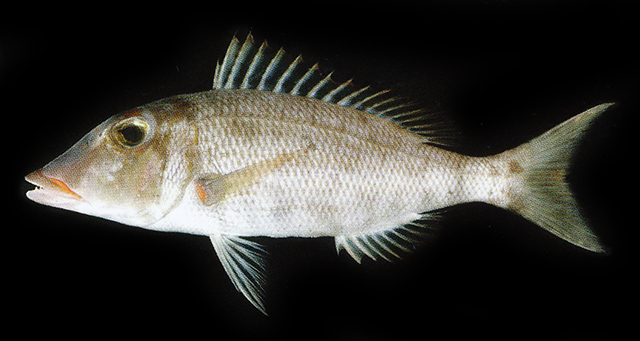 Lethrinus reticulatus