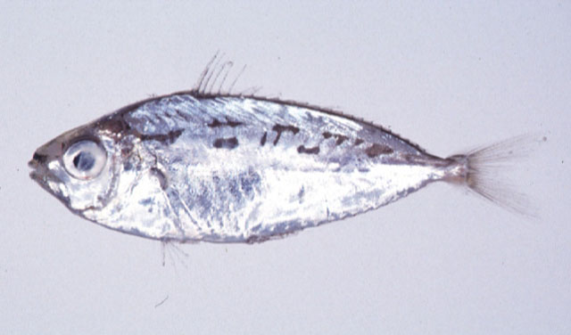 Equulites rivulatus