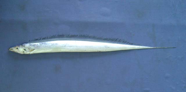 Lepturacanthus savala