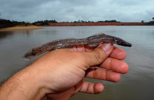 Leptorhamdia schultzi