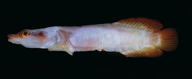 Lepadichthys frenatus