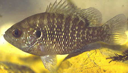 Lepomis symmetricus