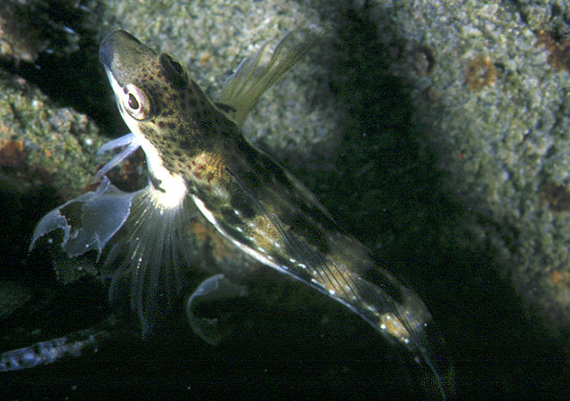 Microlipophrys adriaticus