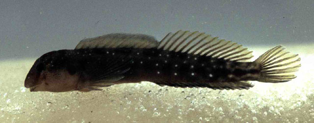 Microlipophrys bauchotae