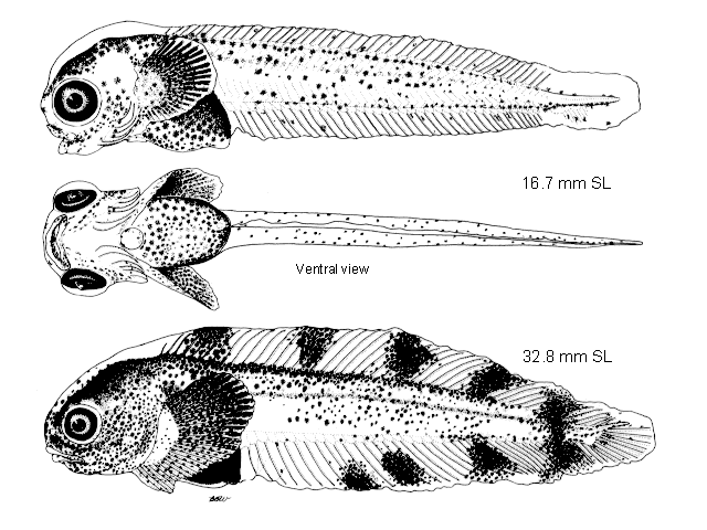 Liparis fabricii