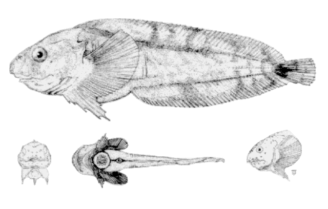 Liparis fabricii