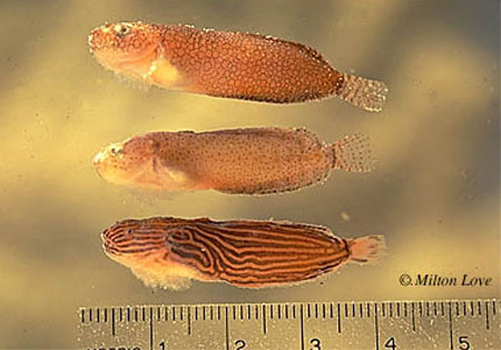 Liflo_u0.jpg