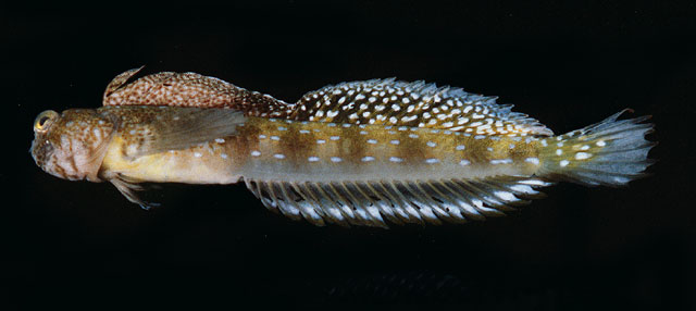 Litobranchus fowleri