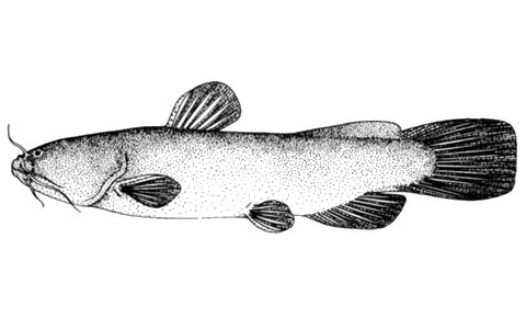 Liobagrus kingi