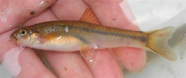 Linichthys laticeps