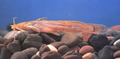 Liobagrus marginatoides