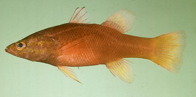 Liopropoma mitratum