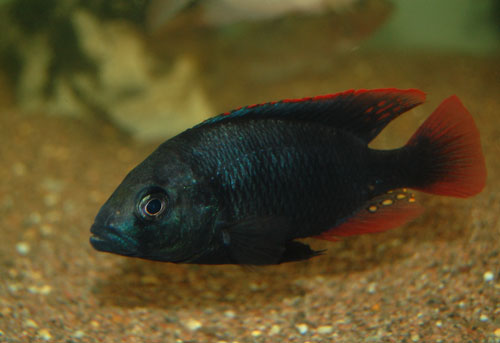 Haplochromis rubripinnis