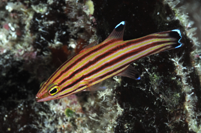 Liopropoma rubre