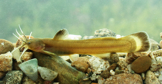 Liobagrus somjinensis