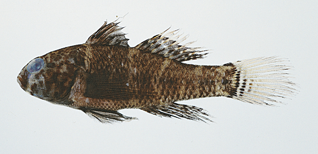 Dotsugobius bleekeri