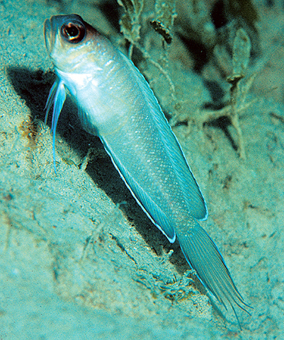 Lonchopisthus micrognathus