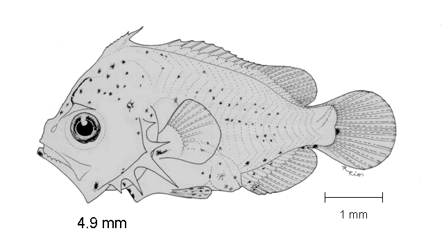 Lobotes surinamensis