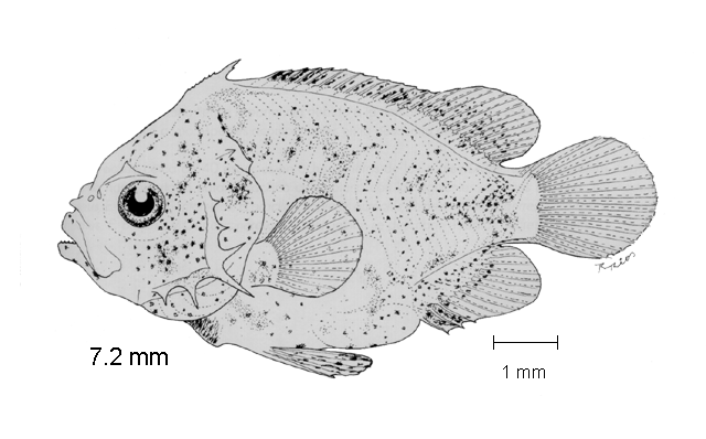 Lobotes surinamensis