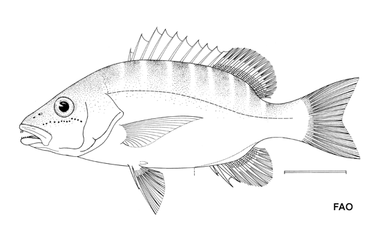 Lutjanus apodus