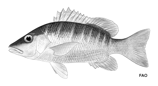 Lutjanus apodus