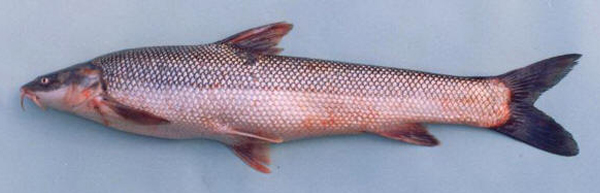 Luciobarbus brachycephalus