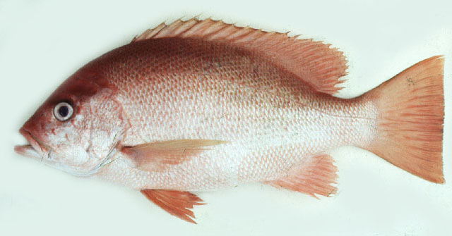 Lutjanus erythropterus