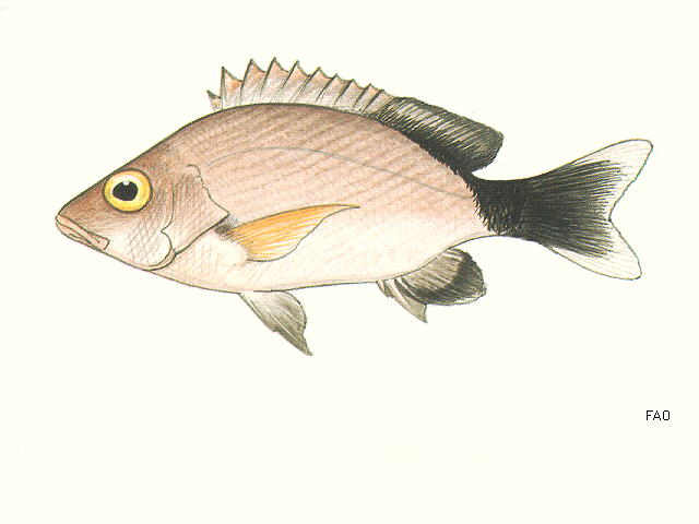 Lutjanus gibbus